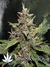Auto Crystal METH fem - автоцветущие феминизированные семена конопли от Fast Buds