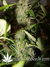 Auto Crystal METH fem - автоцветущие феминизированные семена конопли от Fast Buds