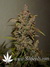 Auto Crystal METH fem - автоцветущие феминизированные семена конопли от Fast Buds