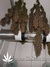 Auto Crystal METH fem - автоцветущие феминизированные семена конопли от Fast Buds