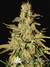 Paradise Seeds / White Berry fem - семена конопли от Paradise Seeds