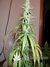 Paradise Seeds / White Berry fem - семена конопли от Paradise Seeds