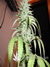 Paradise Seeds / White Berry fem - семена конопли от Paradise Seeds