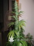 Paradise Seeds / White Berry fem - семена конопли от Paradise Seeds