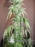 Paradise Seeds / White Berry fem - семена конопли от Paradise Seeds