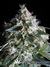 Paradise Seeds / White Berry fem - семена конопли от Paradise Seeds