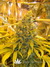 Paradise Seeds / White Berry fem - семена конопли от Paradise Seeds