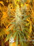 Paradise Seeds / White Berry fem - семена конопли от Paradise Seeds