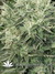 Krystalica - семена конопли от Mandala Seeds