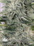 Krystalica - семена конопли от Mandala Seeds