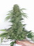 Krystalica - семена конопли от Mandala Seeds