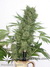 Krystalica - семена конопли от Mandala Seeds