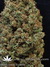 Krystalica - семена конопли от Mandala Seeds