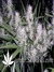 Masterkush fem - семена конопли от Dutch Passion