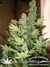Masterkush fem - семена конопли от Dutch Passion