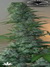 Masterkush fem - семена конопли от Dutch Passion