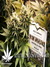 Masterkush fem - семена конопли от Dutch Passion