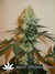 Masterkush fem - семена конопли от Dutch Passion