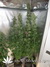 Masterkush fem - семена конопли от Dutch Passion