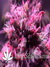 Masterkush fem - семена конопли от Dutch Passion