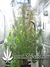 Masterkush fem - семена конопли от Dutch Passion