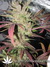 Masterkush fem - семена конопли от Dutch Passion