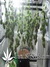 Masterkush fem - семена конопли от Dutch Passion
