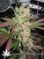 Masterkush fem - семена конопли от Dutch Passion