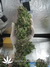 Masterkush fem - семена конопли от Dutch Passion