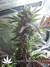 Masterkush fem - семена конопли от Dutch Passion