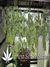 Masterkush fem - семена конопли от Dutch Passion