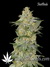 Auto Mexican Airlines fem - автоцветущие феминизированные семена конопли от Fast Buds