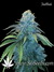 Auto Northern Express fem - автоцветущие феминизированные семена конопли от Fast Buds