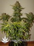 Auto Northern Express fem - автоцветущие феминизированные семена конопли от Fast Buds