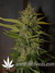 Auto Northern Express fem - автоцветущие феминизированные семена конопли от Fast Buds