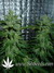 Auto Northern Express fem - автоцветущие феминизированные семена конопли от Fast Buds