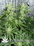 Auto Northern Express fem - автоцветущие феминизированные семена конопли от Fast Buds