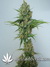 Auto Northern Express fem - автоцветущие феминизированные семена конопли от Fast Buds