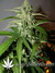 Auto Northern Express fem - автоцветущие феминизированные семена конопли от Fast Buds