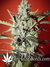 Auto Northern Express fem - автоцветущие феминизированные семена конопли от Fast Buds