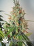 Auto Northern Express fem - автоцветущие феминизированные семена конопли от Fast Buds