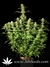 Ortega Indica fem - семена конопли от Dutch Passion