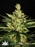 Ortega Indica fem - семена конопли от Dutch Passion