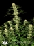 Ortega Indica fem - семена конопли от Dutch Passion