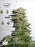 Ortega Indica fem - семена конопли от Dutch Passion