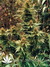 Dutch Passion / Passion #1 fem - семена конопли от Dutch Passion