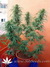 Dutch Passion / Passion #1 fem - семена конопли от Dutch Passion