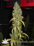 Power Plant fem - семена конопли от Dutch Passion