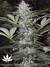 Mandala Seeds / Sadhu - семена конопли от Mandala Seeds