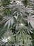Mandala Seeds / Sadhu - семена конопли от Mandala Seeds